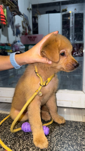 Golden (boy)