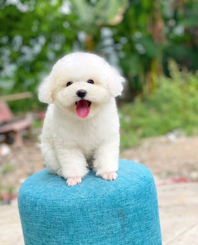 Poodle ViP