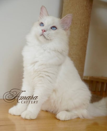 Ragdoll 布偶