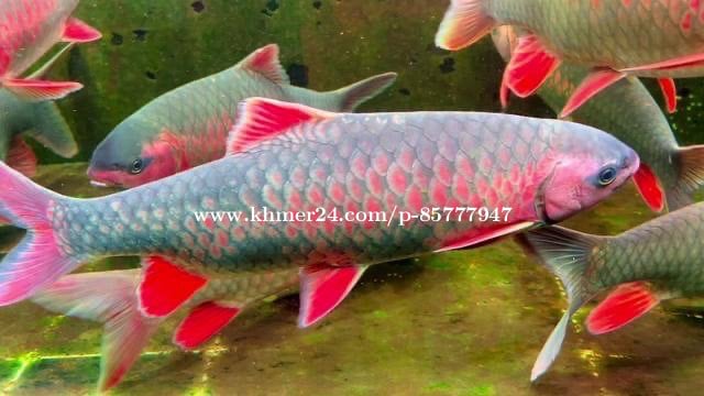 Golden/Red/Brown Mahseer