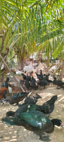 លក់បន្ទាន់ ជូនបីភាគរយសម្រាប់បងប្អូនណែនាំភ្ញៀវទិញ