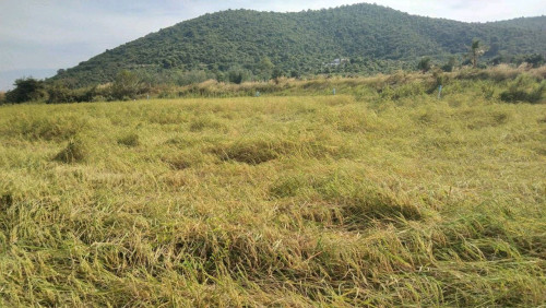 ជាប់ប្រឡាយជាយក្រុងកំពត