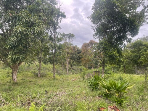 ដីចំការលក់