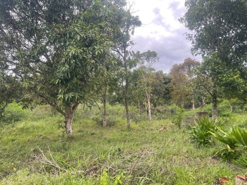 ដីចំការលក់