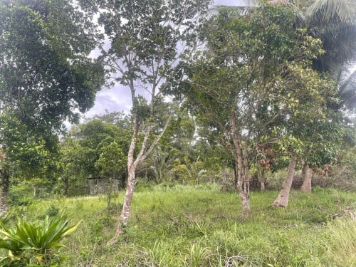 ដីចំការលក់