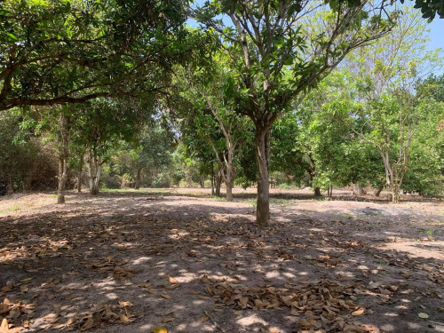 ដីចំការលក់