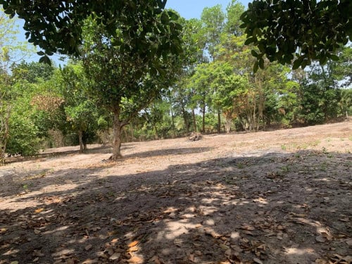 ដីចំការលក់