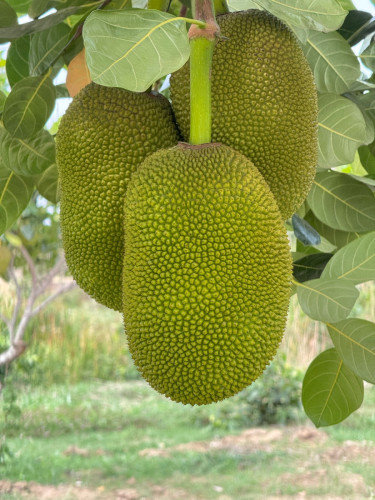 ដីចំការលំហែលលក់បន្ទាន់ក្រោមទីផ្សារ