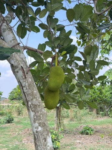 ដីចំការលំហែលលក់បន្ទាន់ក្រោមទីផ្សារ