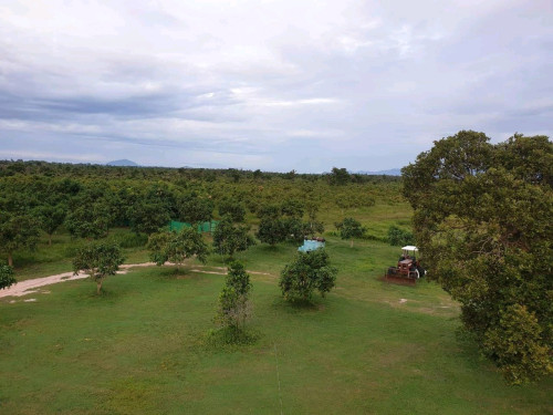 ដីលក់បន្ទាន់តម្លៃទន់ៗ ទំហំ 77ហិចតា