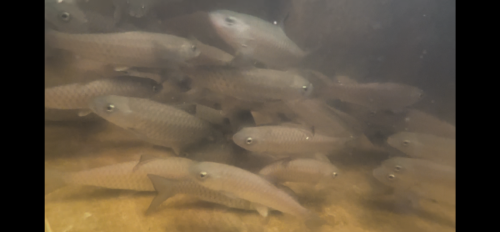 Golden/Red/Brown Mahseer