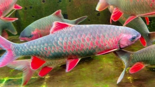 Golden/Red/Brown Mahseer