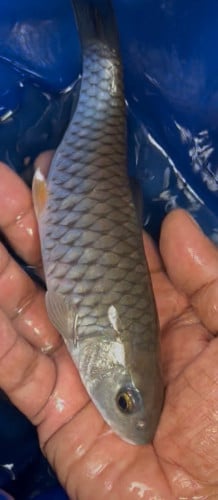 Golden/Red/Brown Mahseer