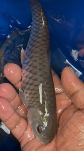 Golden/Red/Brown Mahseer
