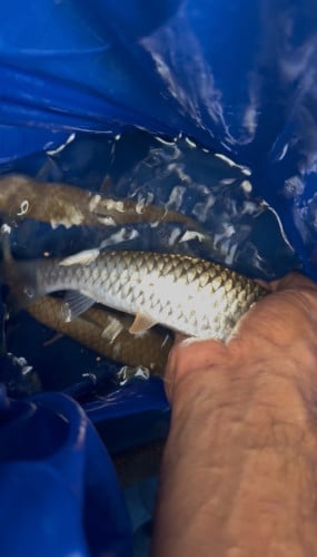 Golden/Red/Brown Mahseer