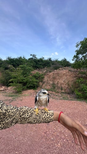 សត្វស្ទាំង