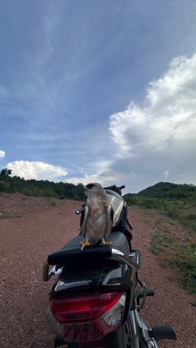 សត្វស្ទាំង