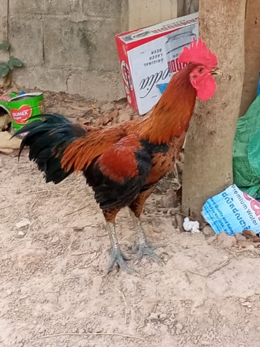 កូនបង្កាត់