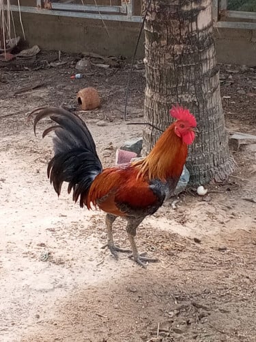 កូនបង្កាត់