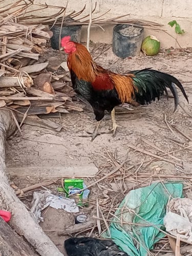 កូនបង្កាត់