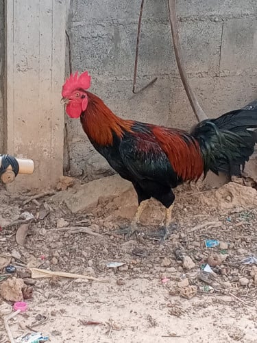 កូនបង្កាត់
