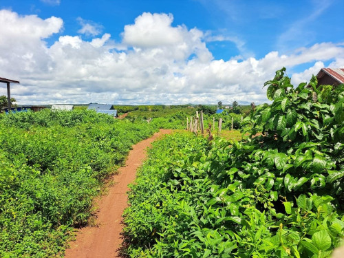ដីចម្ការ