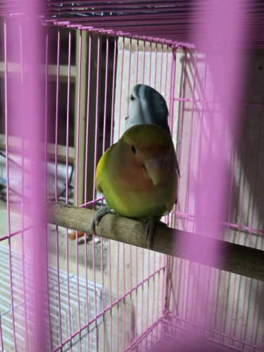 Love bird កូនក្នុងស្រុក100%