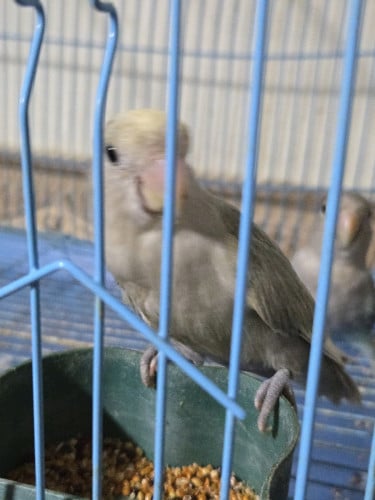 Love bird កូនក្នុងស្រុក100%