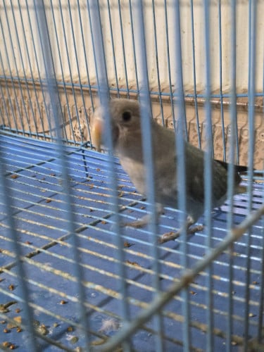 Love bird កូនក្នុងស្រុក100%