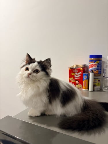 Muchkin cat short legs