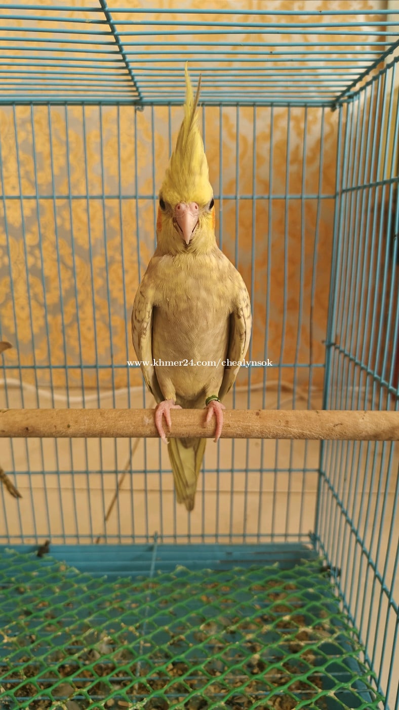 សេកសាំងទាំង៣