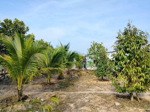 ​ដីលកបន្ទាន់តម្លៃថោកជាងទីផ្សារ