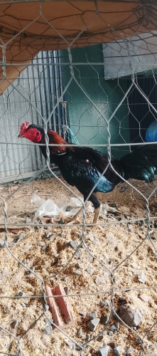 មាន់ពូជ ២ក្បាល