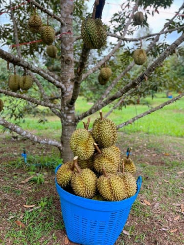 ធុរេនសំឡូត