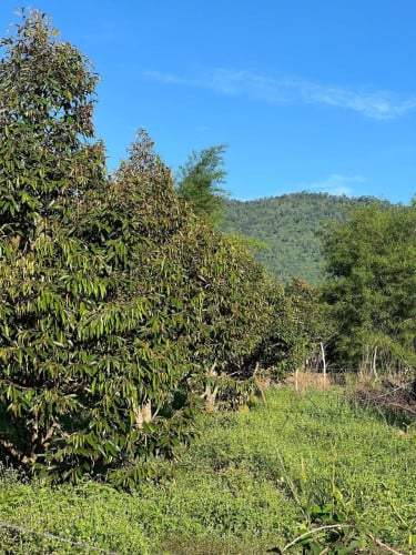 កំពតចម្ការទុរេនលក់