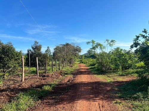 កំពតចម្ការទុរេនលក់