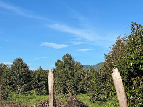 កំពតចម្ការទុរេនលក់