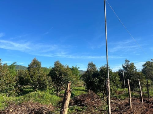 កំពតចម្ការទុរេនលក់
