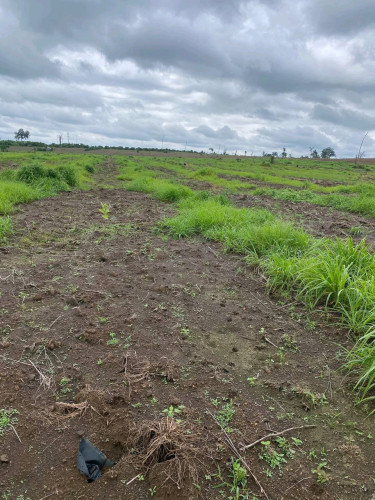 ដីលក់បន្ទាន់