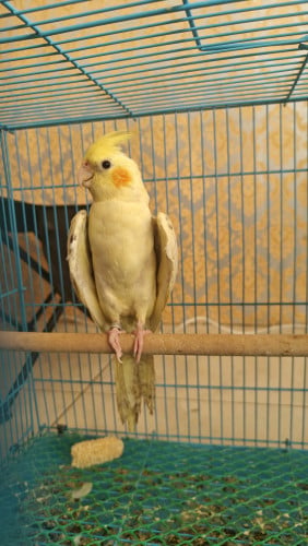 សេកសាំងទាំង៣