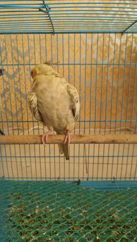 សេកសាំងទាំង៣