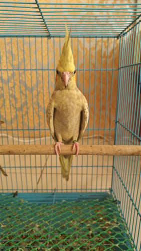 សេកសាំងទាំង៣