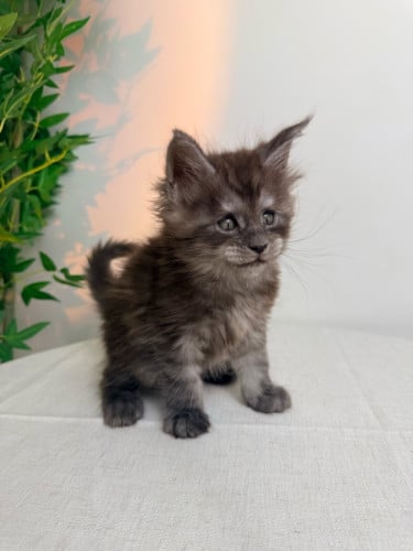 36-day-old smoky gray Maine Coon kitten for sale