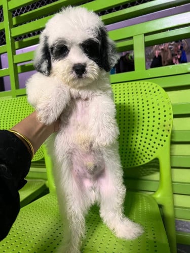 Poodle