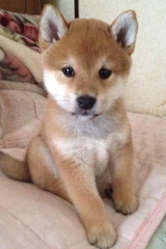 SHIBA INU Puppy For Sale - Premium Quality - PRE ORDER ONLY