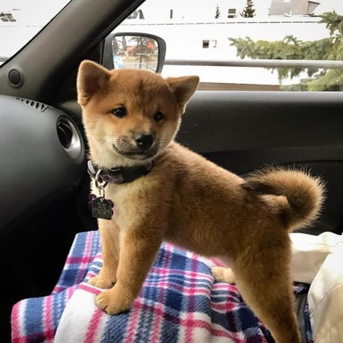 SHIBA INU Puppy For Sale - Premium Quality - PRE ORDER ONLY