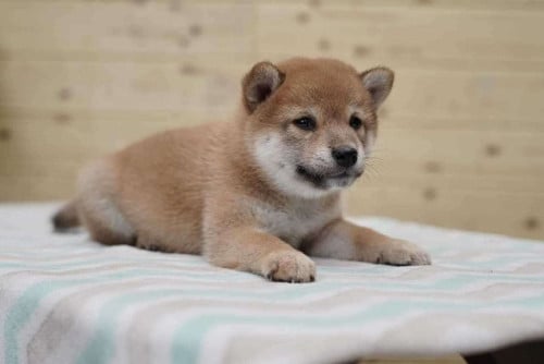 SHIBA INU Puppy For Sale - Premium Quality - PRE ORDER ONLY