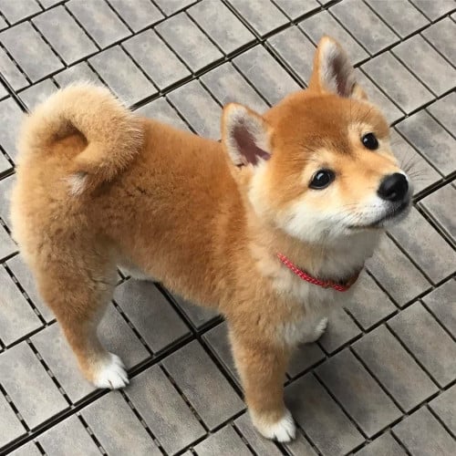SHIBA INU Puppy For Sale - Premium Quality - PRE ORDER ONLY
