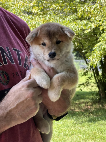 SHIBA INU Puppy For Sale - Premium Quality - PRE ORDER ONLY