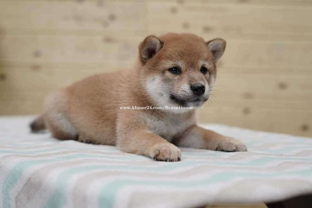 SHIBA INU Puppy For Sale - Premium Quality - PRE ORDER ONLY